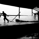 Seaweed Factory