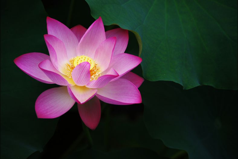 lotus