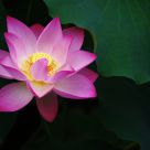 lotus