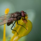 Small fly on Ruta graveolens flower