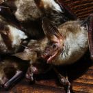 .Myotis myotis #2