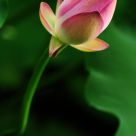 Lotus Blossom