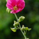 Tall Flower