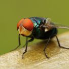 Fly Portraiture