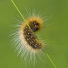 Hairy...