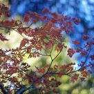 Red Tree in the blur blur sky