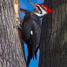 Pileated Woodpecker