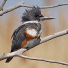 Belted Kingfisher