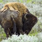 Buffalo