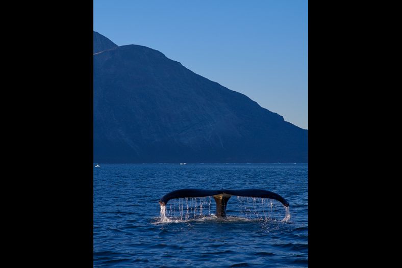 Humpback at dusk