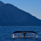 Humpback at dusk