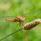 Fly with four wings
