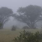 Misty Morning