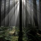 Mornings Rays
