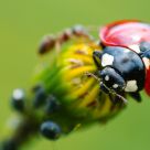 Coccinelle