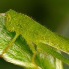 Grasshopper