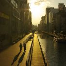 Golden  shadow