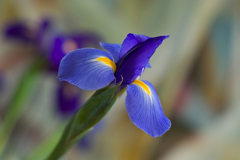 Iris