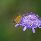 Brown butterfly
