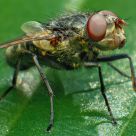 A Fly