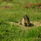 Marmotta