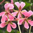 Flor