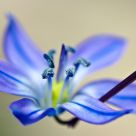 Floating Flower