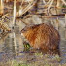 Muskrat