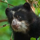 Andean Baby Bear