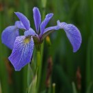 Wild iris