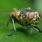 A Fly