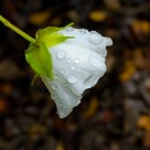 Flower and raindrops