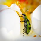 Spotted Cucumber Beetle