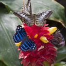 Butterfly Convention