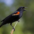 Bird on a Wire