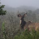 Kudu