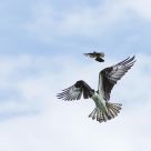 retreatlng osprey