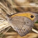 Mariposa