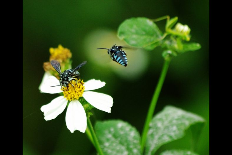 Blue bees