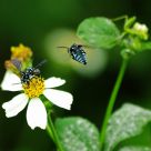 Blue bees