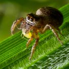 Jumping spider female feeds on an aphid