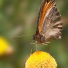 Butterfly in yellow flower