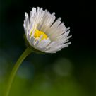 a flower in sunlight...