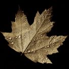 Sepia Spray-Spangled Maple Leaf