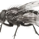 A Fly