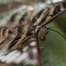 Buttterfly Up Close