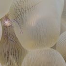 Bubble coral shrimp.