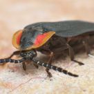 Lightning Bug