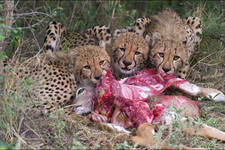 Cheetah cubs