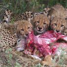 Cheetah cubs